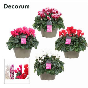 Large-Flowered Cyclamen persicum – 22cm Pot