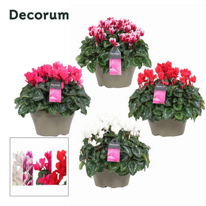 Large-Flowered Cyclamen persicum – 22cm Pot