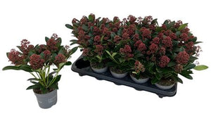Skimmia japonica 'Rubella' – 10.5cm Pot