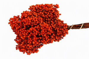 Dried Orange Tangerine Bunch – 10 Stems