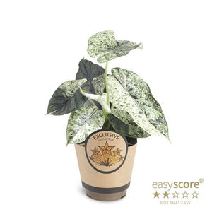 Alocasia Nebula ‘Dragon Mint’ – 11cm Pot