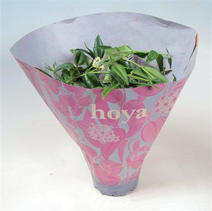 Hoya Bella Wax Plant – 12cm Pot