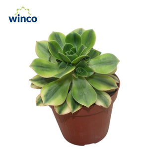Aeonium ‘Starburst’ Succulent – 12cm Pot