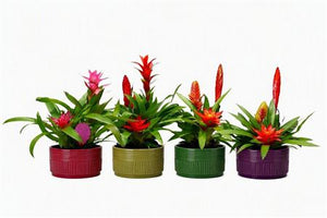 Bromeliad ‘Sara’ Arrangement – 16cm Ceramic Pot
