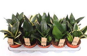 Bird’s Nest Snake Plant (Sansevieria trifasciata ‘Hahnii’) – 12cm Pot