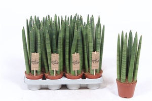 Straight Sansevieria cylindrica – 10cm Pot