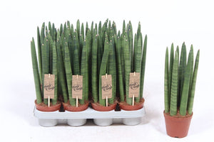 Straight Sansevieria cylindrica – 10cm Pot