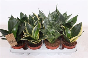 Bird's Nest Snake Plant (Sansevieria hahnii) – 9cm Pot