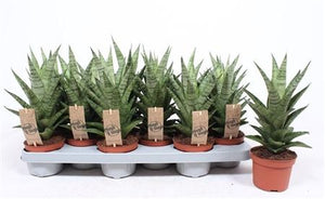 Sansevieria Cylindrica ‘Tough Lady’ – 10.5cm Pot