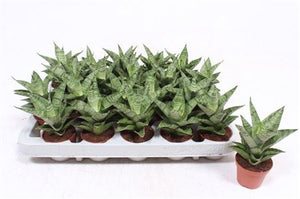 Sansevieria Tough Lady – 6cm Pot, 15cm High
