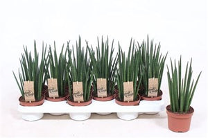 Sansevieria Mikado Snake Plant – 10.5cm Pot