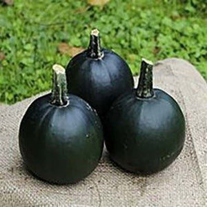 Decorative Mixed Gourds – Black Cat Collection