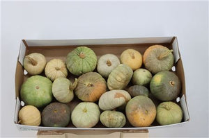 Grey Ornamental Pumpkin Decorative Fruit