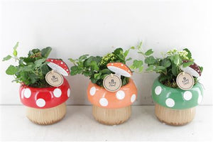 Indoor Mushroom Arrangement – 15cm Ceramic Pot