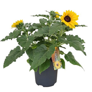Sunfinity Yellow Sunflower (Helianthus) – 17cm Pot