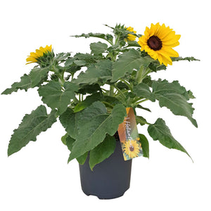 Sunfinity Yellow Sunflower (Helianthus) – 17cm Pot