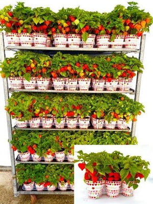 Chinese Lantern Plant (Physalis alkekengi) – 13cm Pot