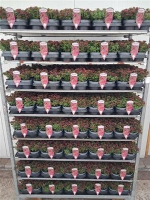 Sedum 'Fuldaglut' – 12cm Pot