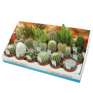Mixed Cactus and Succulent – 8.5cm Pot