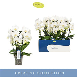 White Phalaenopsis Orchid – 5 Stem, 12cm Pot