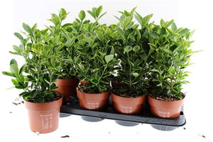 Mixed Euonymus Japonicus – 13cm Pot, 45cm High