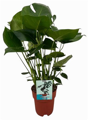 Swiss Cheese Plant (Monstera deliciosa) – 19cm Pot