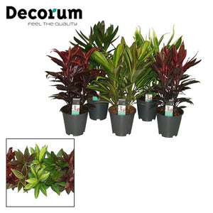 Mixed Cordyline Houseplant (Cordyline spp.) – 19cm Pot, 60cm High