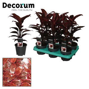 Cordyline Mambo – Dark Red Houseplant, 12cm Pot