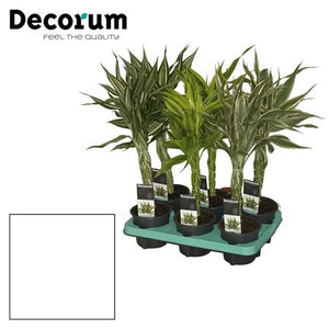 Lucky Bamboo (Dracaena sanderiana) – 12cm Pot, 50cm High