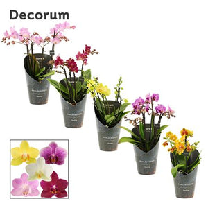 Mixed Phalaenopsis Orchid – 12cm Ceramic Pot