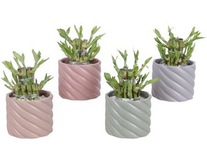 Lucky Bamboo (Dracaena sanderiana) – 11cm Pot