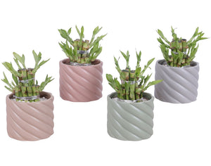 Lucky Bamboo (Dracaena sanderiana) – 11cm Pot