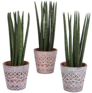 Cylindrical Snake Plant (Sansevieria cylindrica) – 14cm Pot