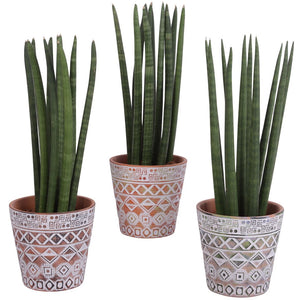 Cylindrical Snake Plant (Sansevieria cylindrica) – 14cm Pot