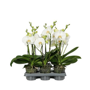 White Phalaenopsis Orchid – 12cm Pot, 55cm Tall