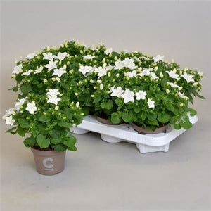 White Campanula ‘Atlanta’ – 11cm Pot
