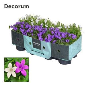 Mixed Purple and White Campanula – 11cm Pot