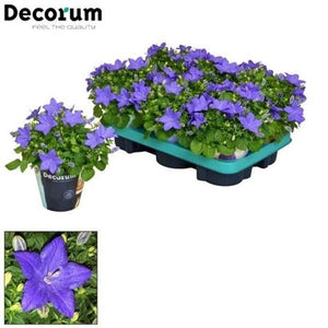 Blue Campanula (Campanula) – 11cm Pot
