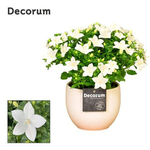 White Campanula ‘Sophie’ – 13cm Ceramic Pot