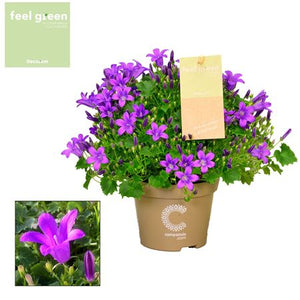 Blue Campanula Portenschlagiana – 11cm Pot