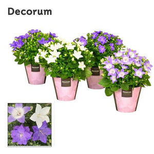 Mixed Campanula Flowering Plant – 11cm Pot