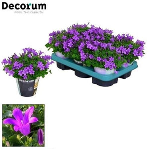 Blue Campanula Portenschlagiana – 11cm Pot