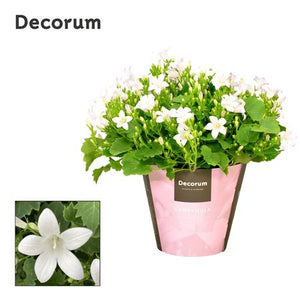 White Campanula ‘Port Ice’ – 11cm Pot