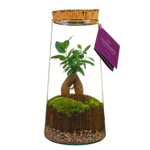 Triton Glass Terrarium Arrangement – 17cm