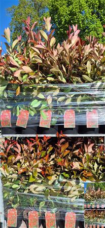 Red Robin Photinia (Photinia × fraseri) – 23cm Pot, 90cm High