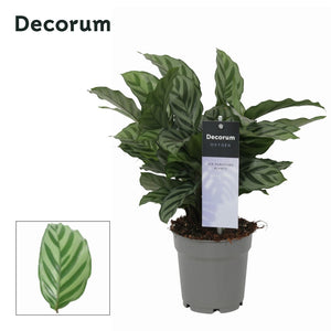 Calathea Freddie Prayer Plant – 12cm Pot, 30cm Tall