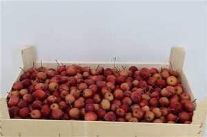 Red Ornamental Malus Apple Decoration