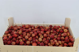 Red Ornamental Malus Apple Decoration