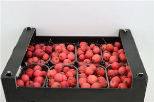 Red Ornamental Malus Apples – Decorative Fruit