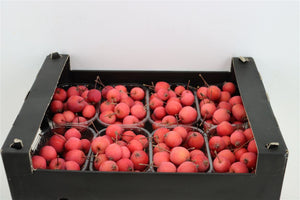 Red Ornamental Malus Apples – Decorative Fruit